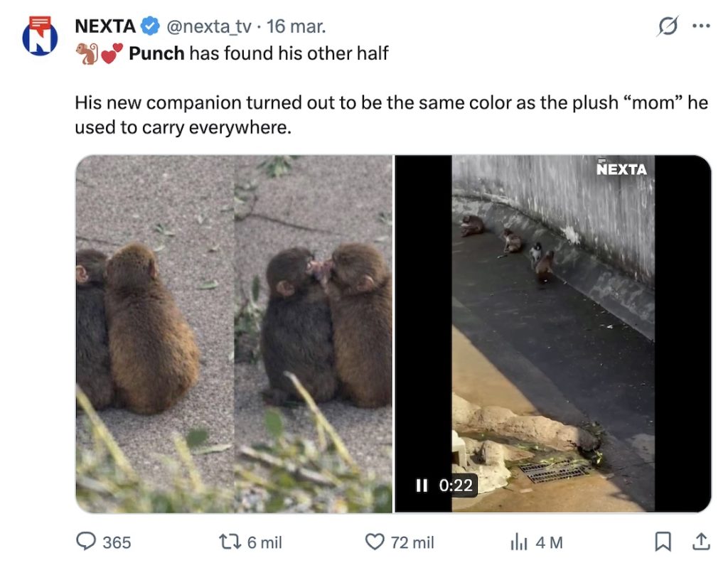 Aww, Momo-chan: Punch ya tiene novia