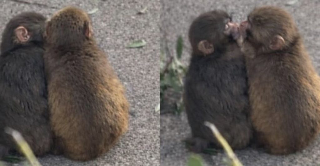 Aww, Momo-chan: Punch ya tiene novia