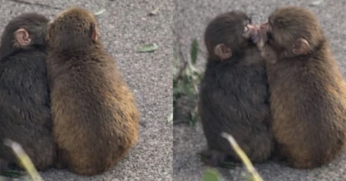 Aww, Momo-chan: Punch ya tiene novia