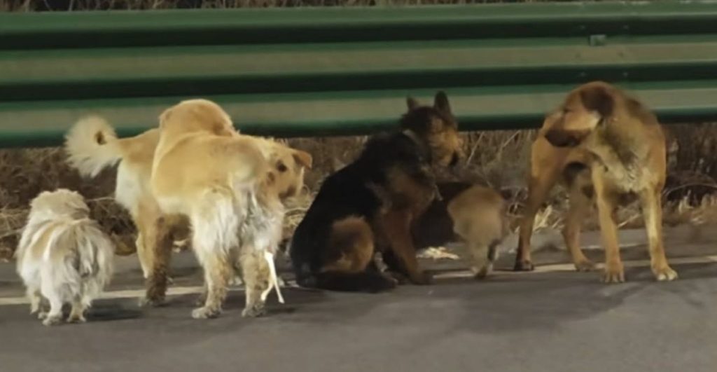 siete-perros-robados-escapan-captores-logran-regresar-casa-historia-china-1