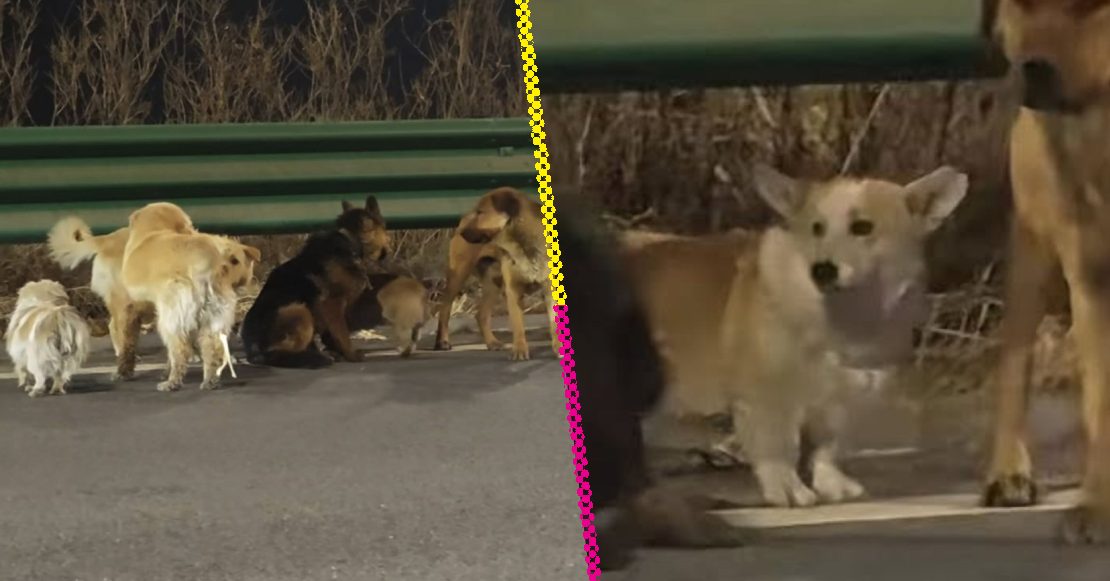 De película: siete perros robados logran escapar y regresar a casa