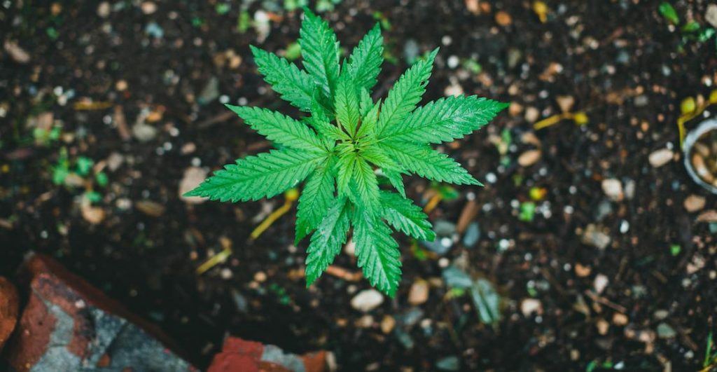 420Day: El día internacional de la marihuana y de muchas otras cosas