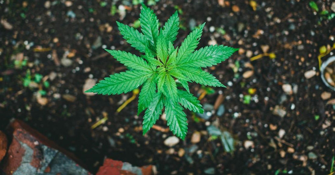 420Day: El día internacional de la marihuana y de muchas otras cosas