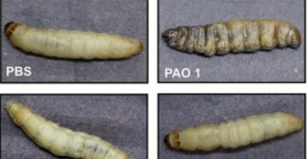 ¿Este es el fin del plástico? Esta bacteria podría ser la nueva heroína ecológica
