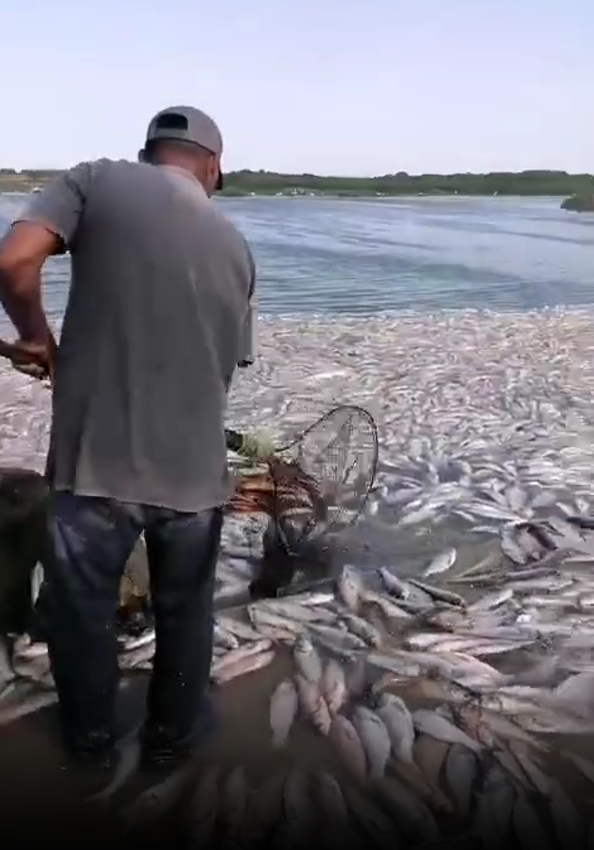 Miles de peces muertos en Veracruz y nadie aparece: pescadores denuncian crisis ambiental en Pánuco
