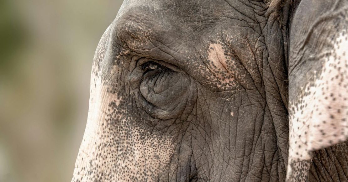 Caso de ‘Chanchal’ reabre debate sobre paseos en elefante