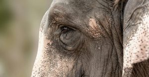 ¡PETA India explota! Caso de 'Chanchal' reabre debate sobre paseos en elefante