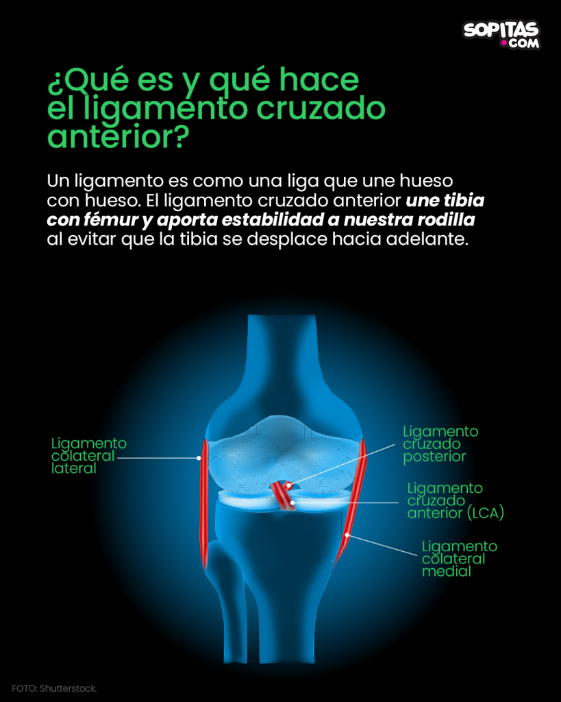 Ligamentos cruzados