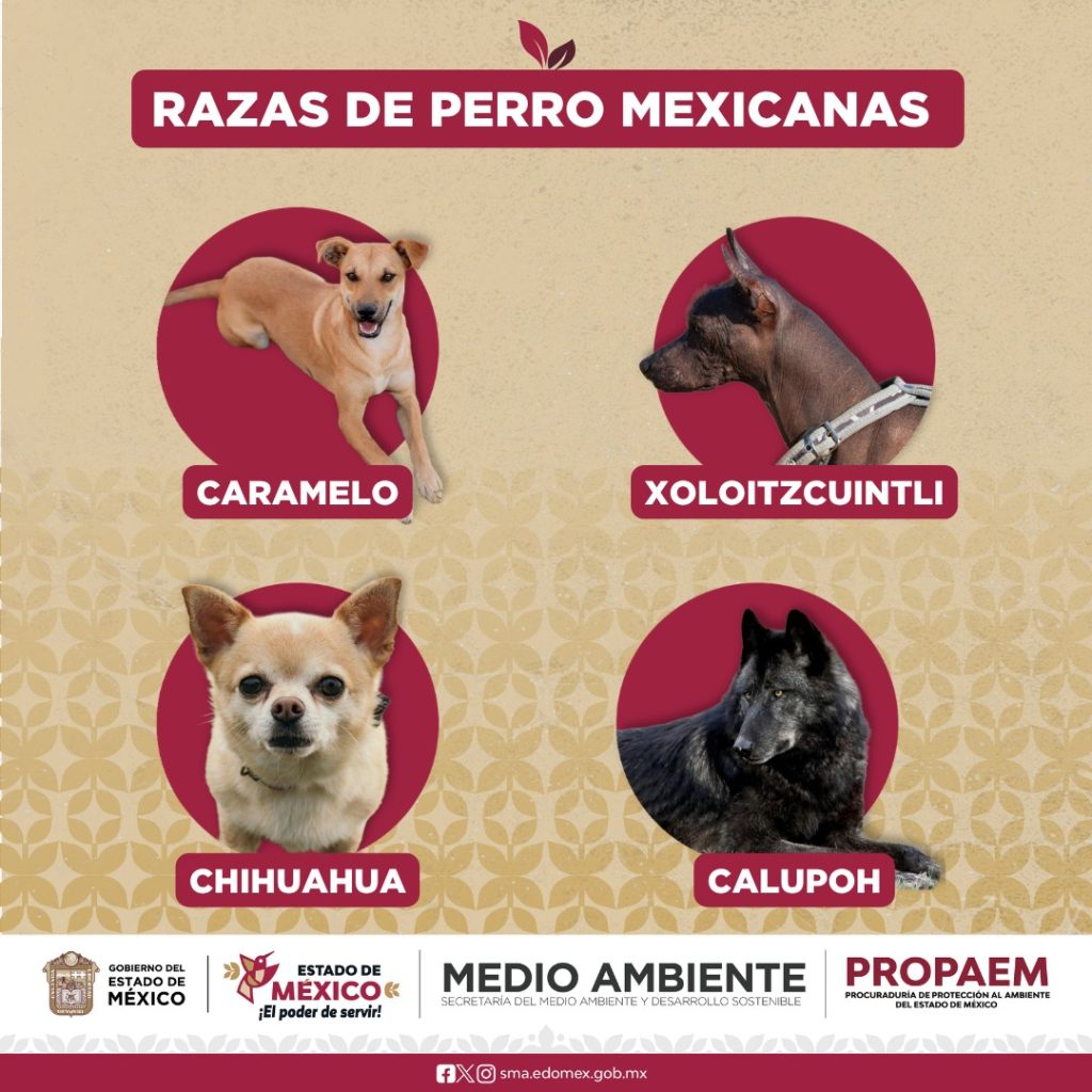 Caramelo, hermano, ya eres mexicano; 'Perro amarrillo' es reconocido como raza mexicana 