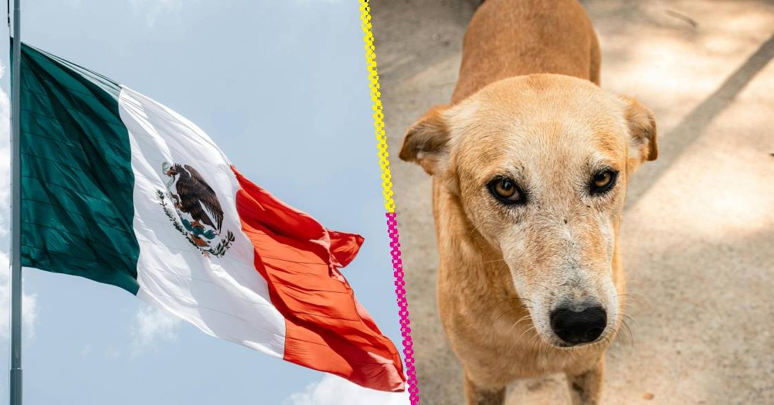 Caramelo, hermano, ya eres mexicano; ‘Perro amarillo’ es reconocido como raza mexicana