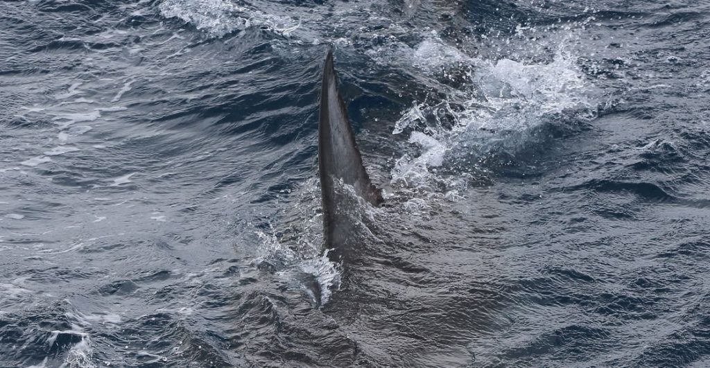 Así operaba la red que enviaba aletas de tiburón disfrazadas de autopartes