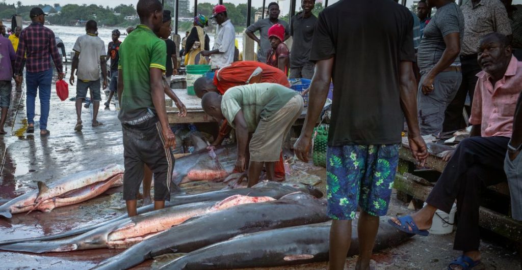 Así operaba la red que enviaba aletas de tiburón disfrazadas de autopartes