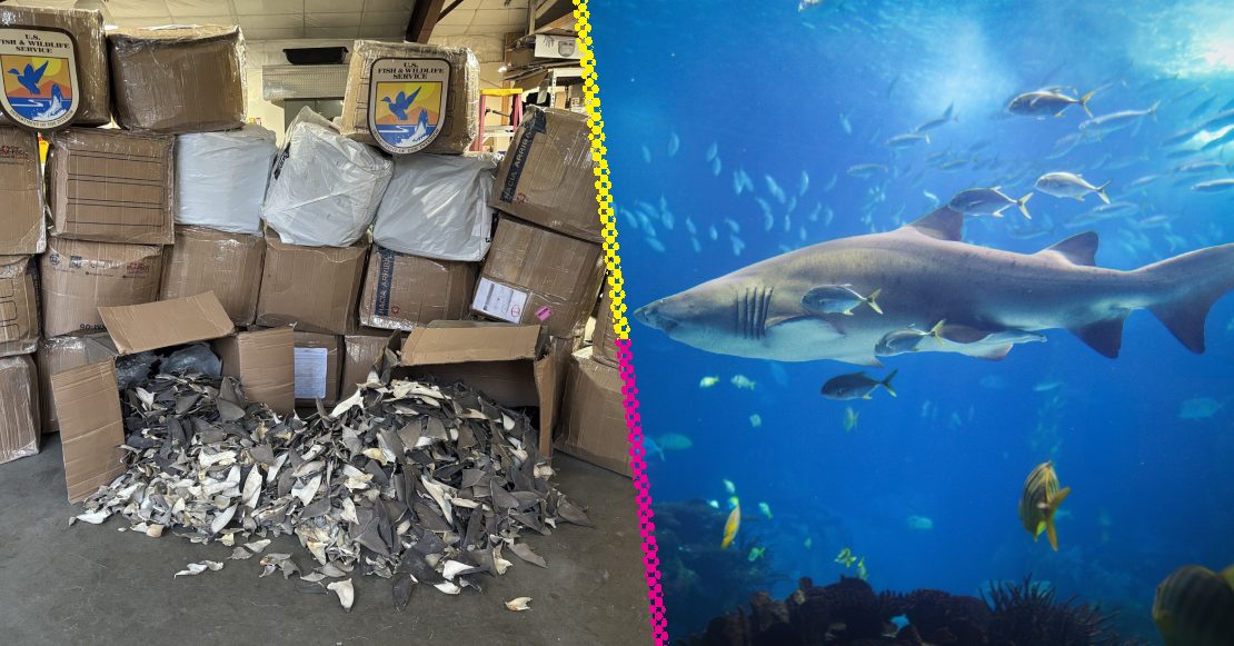 Así operaba la red que enviaba aletas de tiburón disfrazadas de autopartes
