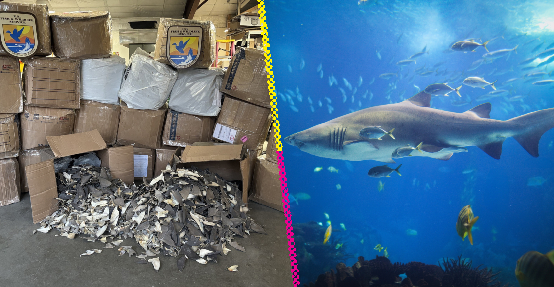 Así operaba la red que enviaba aletas de tiburón disfrazadas de autopartes