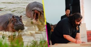 Los hipopótamos de Escobar podrían tener nuevo hogar y se encuentra en India