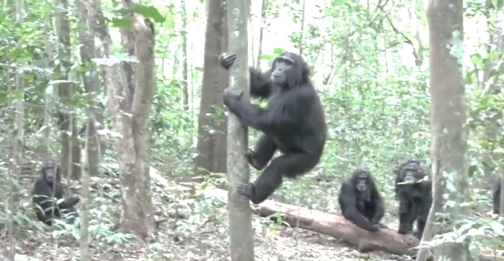 documentan-primera-guerra-civil-grupo-chimpances-africa