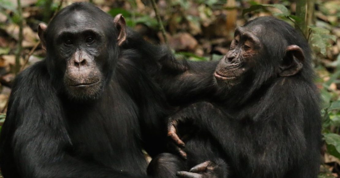 Documentan la primera “guerra civil” entre chimpancés en África