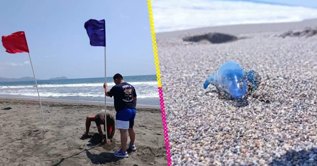 ¿Dragón azul en México? El hallazgo que encendió la alerta en plena temporada vacacional