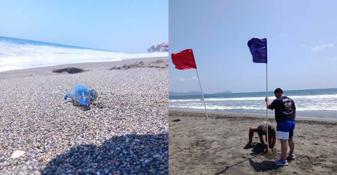 ¿Dragón azul en Michoacán? El hallazgo que encendió la alerta en plena temporada vacacional