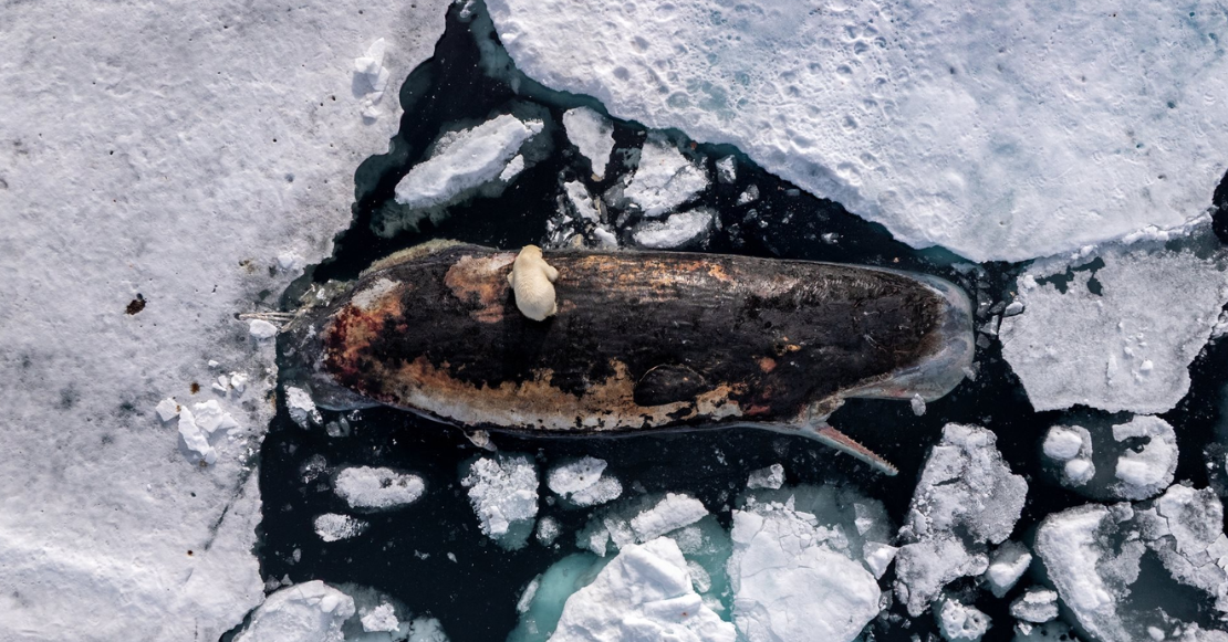 Estos son los ganadores del World Press Photo 2026: las fotos que resumen un mundo en crisis