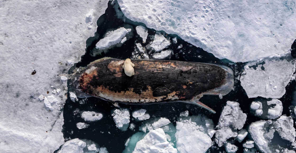 Estos son los ganadores del World Press Photo 2026: las fotos que resumen un mundo en crisis