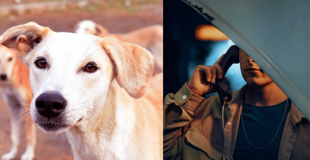 ¡Corran la voz! Extorsionadores usan IA para estafar a dueños de mascotas perdidas en CdMx