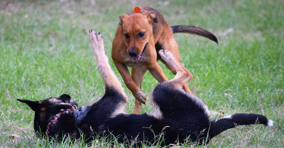 ¡Corran la voz! Extorsionadores usan IA para estafar a dueños de mascotas perdidas en CdMx