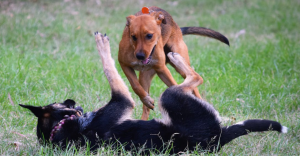 ¡Corran la voz! Extorsionadores usan IA para estafar a dueños de mascotas perdidas en CdMx