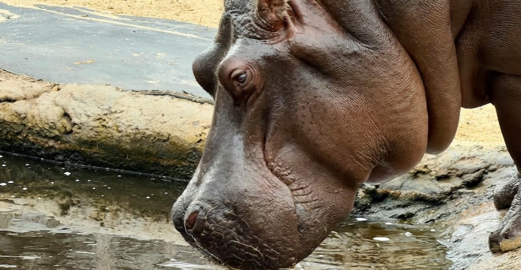 Por qué el gobierno de Colombia sacrificará a 80 hipopótamos de, ¿Pablo Escobar?