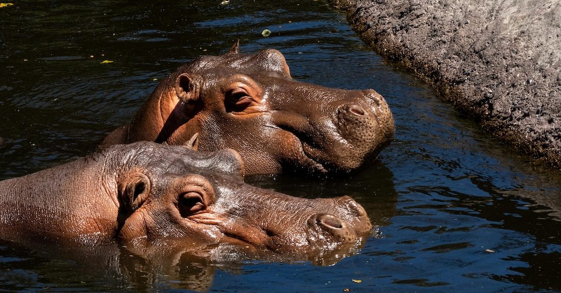 Por qué el gobierno de Colombia sacrificará a 80 hipopótamos de, ¿Pablo Escobar?