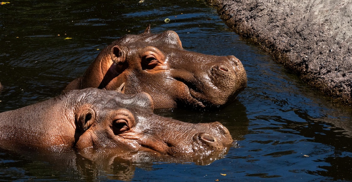 Por qué el gobierno de Colombia sacrificará a 80 hipopótamos de, ¿Pablo Escobar?