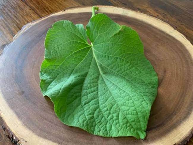 Hermosa, olorosa y mágica: Larga vida a la Hoja Santa