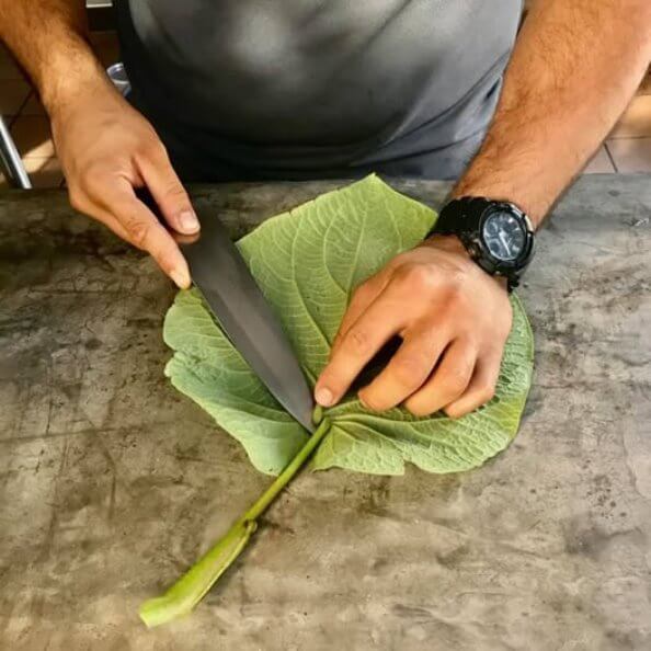 Hermosa, olorosa y mágica: Larga vida a la Hoja Santa