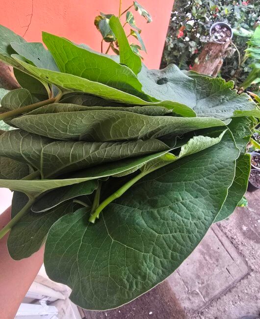 Hermosa, olorosa y mágica: Larga vida a la Hoja Santa
