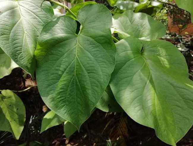 Hermosa, olorosa y mágica: Larga vida a la Hoja Santa