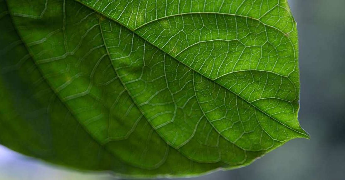 Hermosa, olorosa y mágica: Larga vida a la Hoja Santa