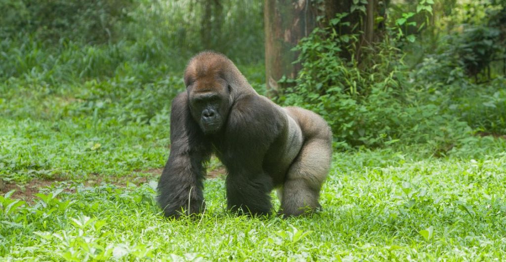 Un hermoso gorila