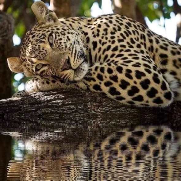 Lacandones: Los guardianes del ombligo del mundo