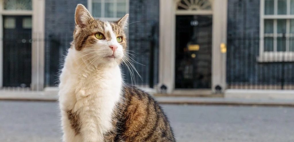 Cumpliendo con la chamba: Gato Larry atrapa su primer ratón frente a las cámaras.