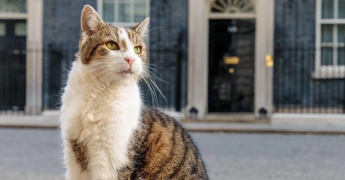 Cumpliendo con la chamba: Gato Larry atrapa su primer ratón frente a las cámaras