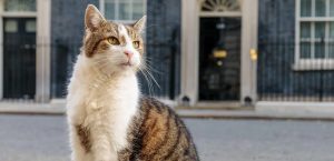 Cumpliendo con la chamba: Gato Larry atrapa su primer ratón frente a las cámaras.