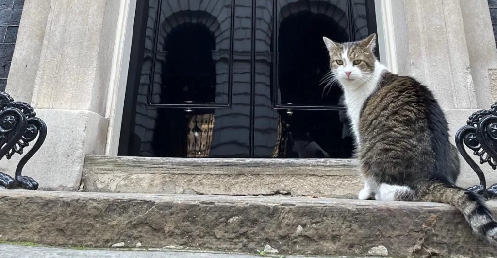 Cumpliendo con la chamba: Gato Larry atrapa su primer ratón frente a las cámaras.