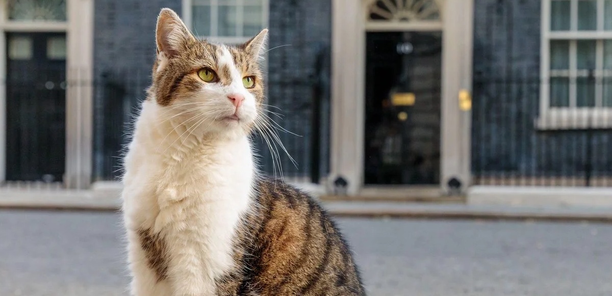 Cumpliendo con la chamba: Gato Larry atrapa su primer ratón frente a las cámaras.