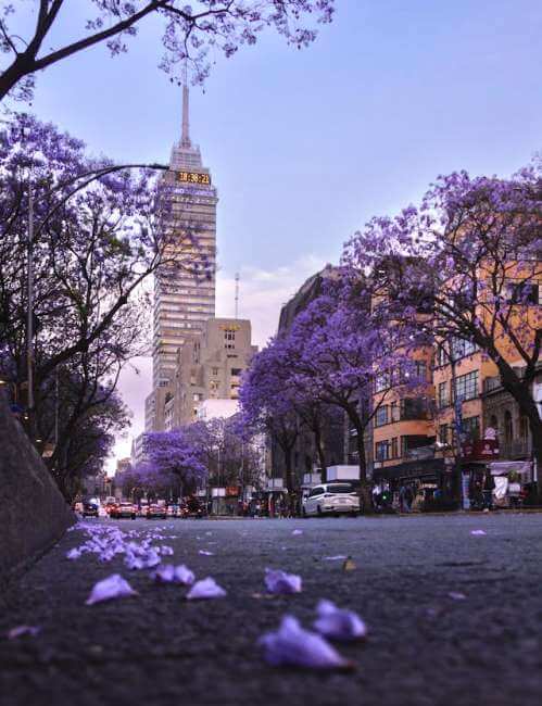 Guía de supervivencia para la lluvia morada: Cómo limpiar las jacarandas que inundan calles y caminos