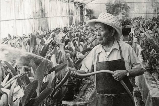 Guía de supervivencia para la lluvia morada: Cómo limpiar las jacarandas que inundan calles y caminos