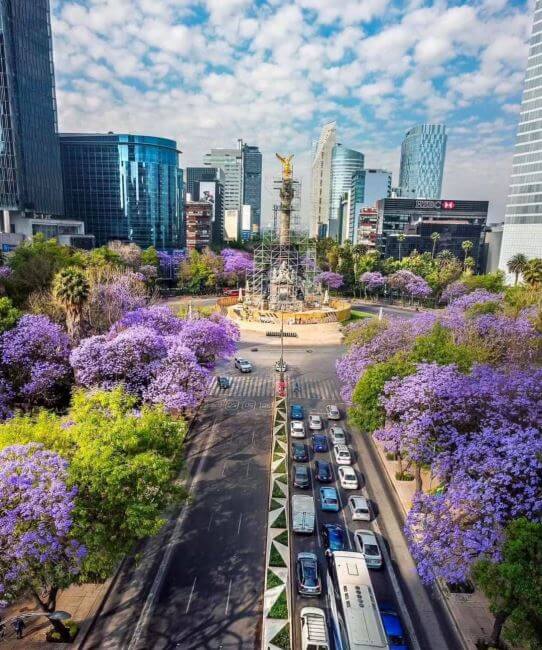 Guía de supervivencia para la lluvia morada: Cómo limpiar las jacarandas que inundan calles y caminos