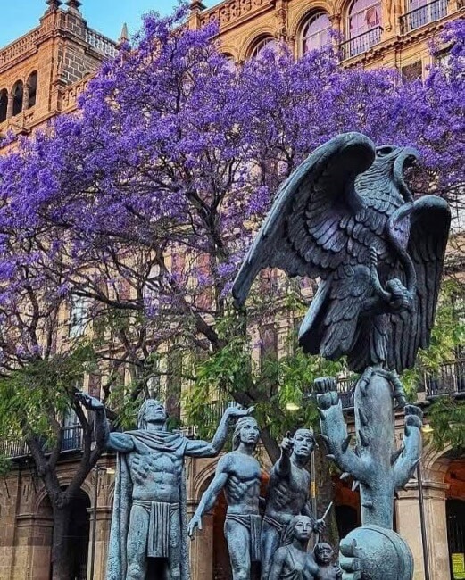 Guía de supervivencia para la lluvia morada: Cómo limpiar las jacarandas que inundan calles y caminos
