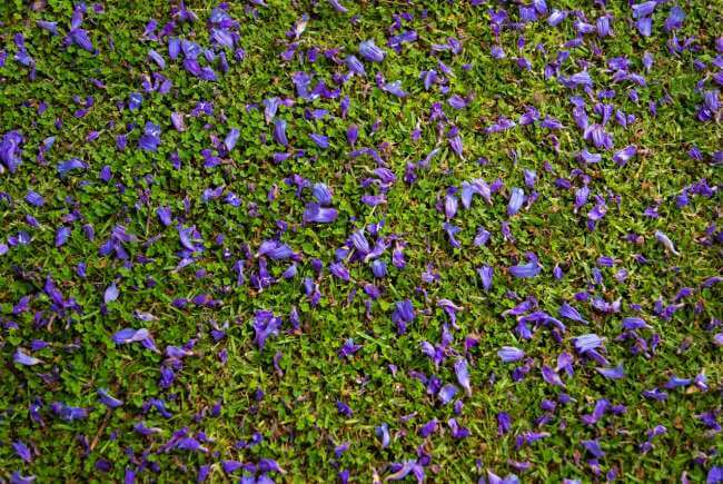 Guía de supervivencia para la lluvia morada: Cómo limpiar las jacarandas que inundan calles y caminos