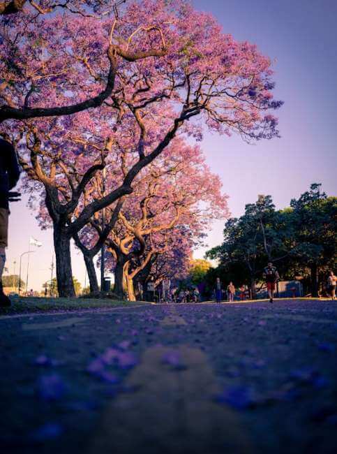 Guía de supervivencia para la lluvia morada: Cómo limpiar las jacarandas que inundan calles y caminos