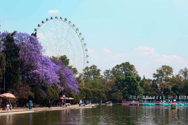 Guía de supervivencia para la lluvia morada: Cómo limpiar las jacarandas que inundan calles y caminos